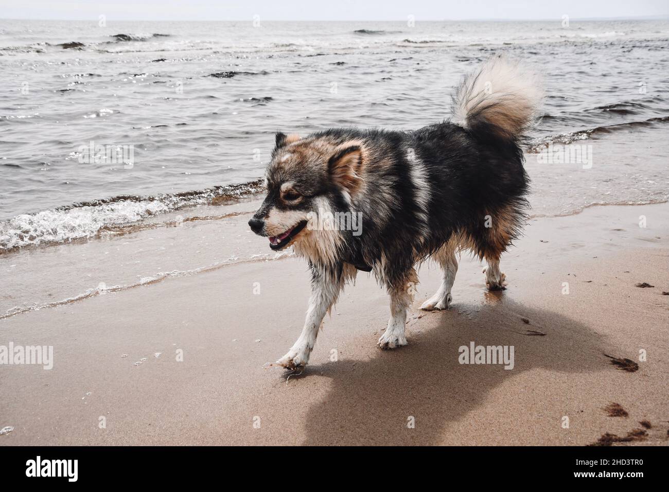 Portrait of a young Finnish Lapphund dog playing outdoors in nature on ...
