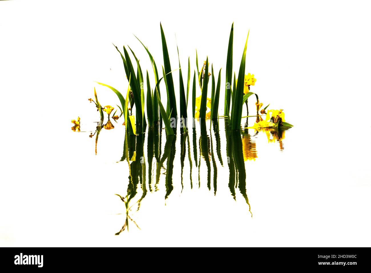 Green grass on white background with reflection Stock Photo - Alamy