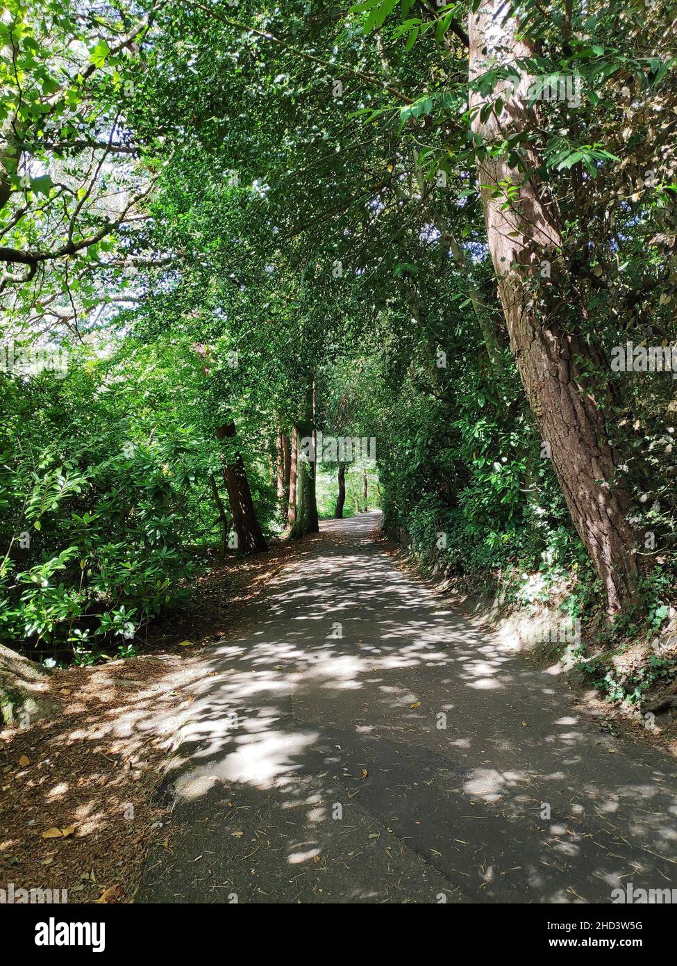 A vertical shot of the summer park with dense vegetation. Stock Photo