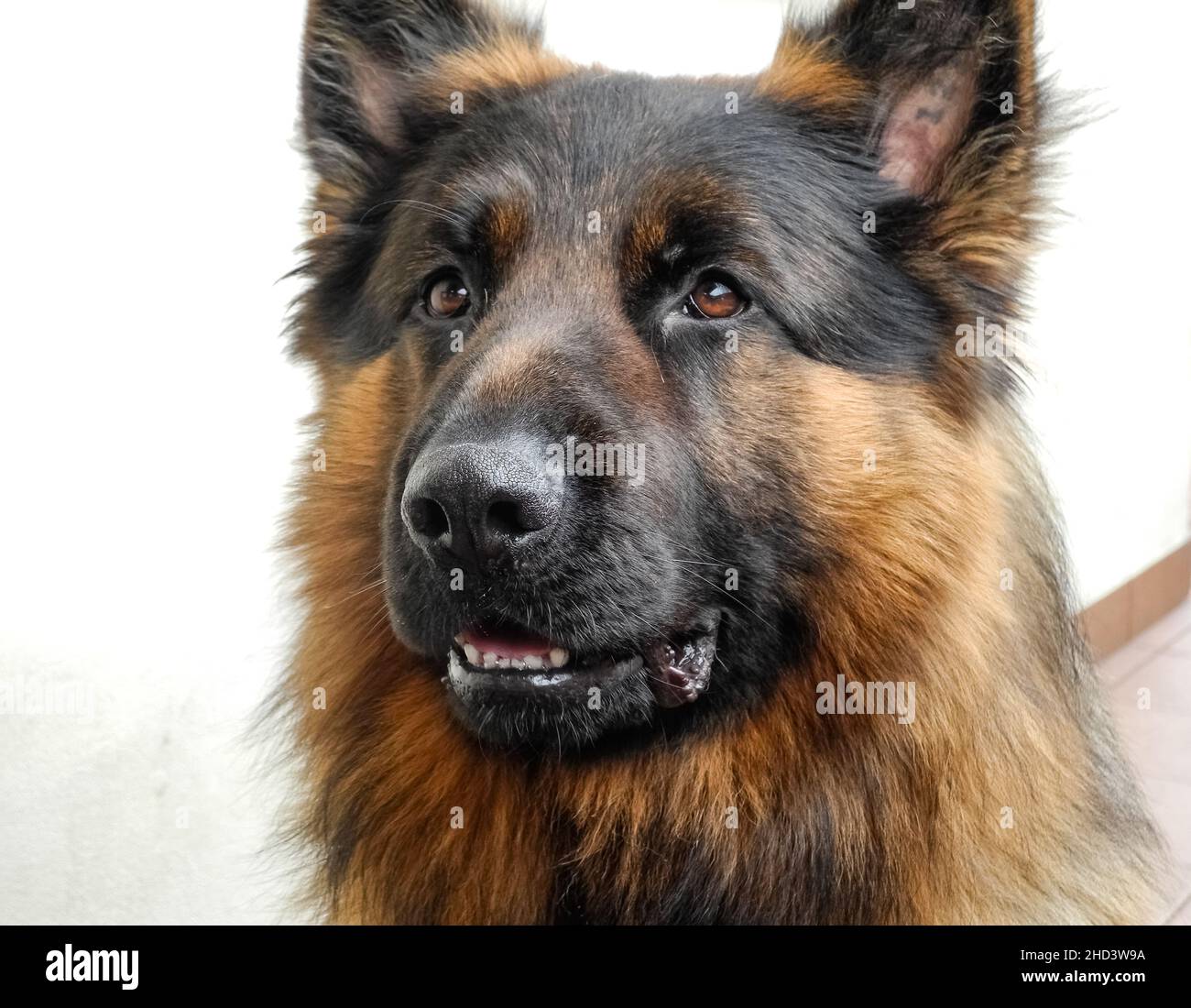 Male German Shepherd dog with black mask fur and tan coat, front view portrait (Canis familiaris) Stock Photo