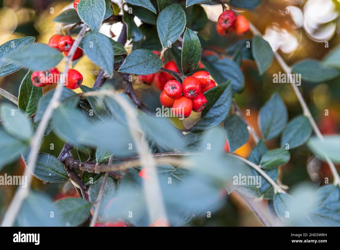Close-up shot of a cotoneaster during the day Stock Photo