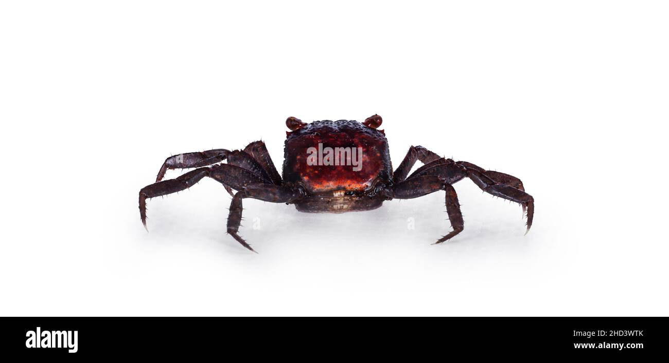 Red purple Vampire Crab, showing both red eyes. isolated on a white background., standing facing camera. Looking towards camera Stock Photo