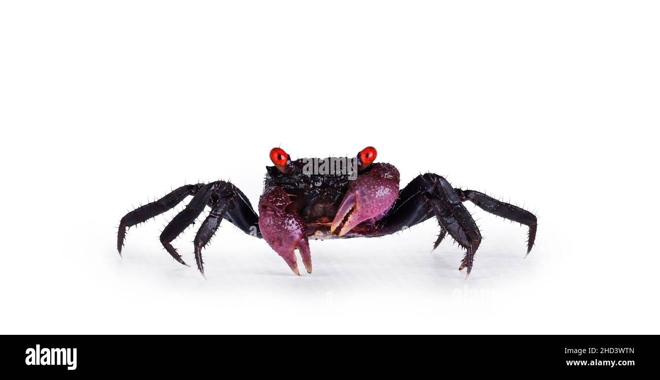 Red purple Vampire Crab, showing both red eyes. isolated on a white background., standing facing camera. Looking towards camera Stock Photo