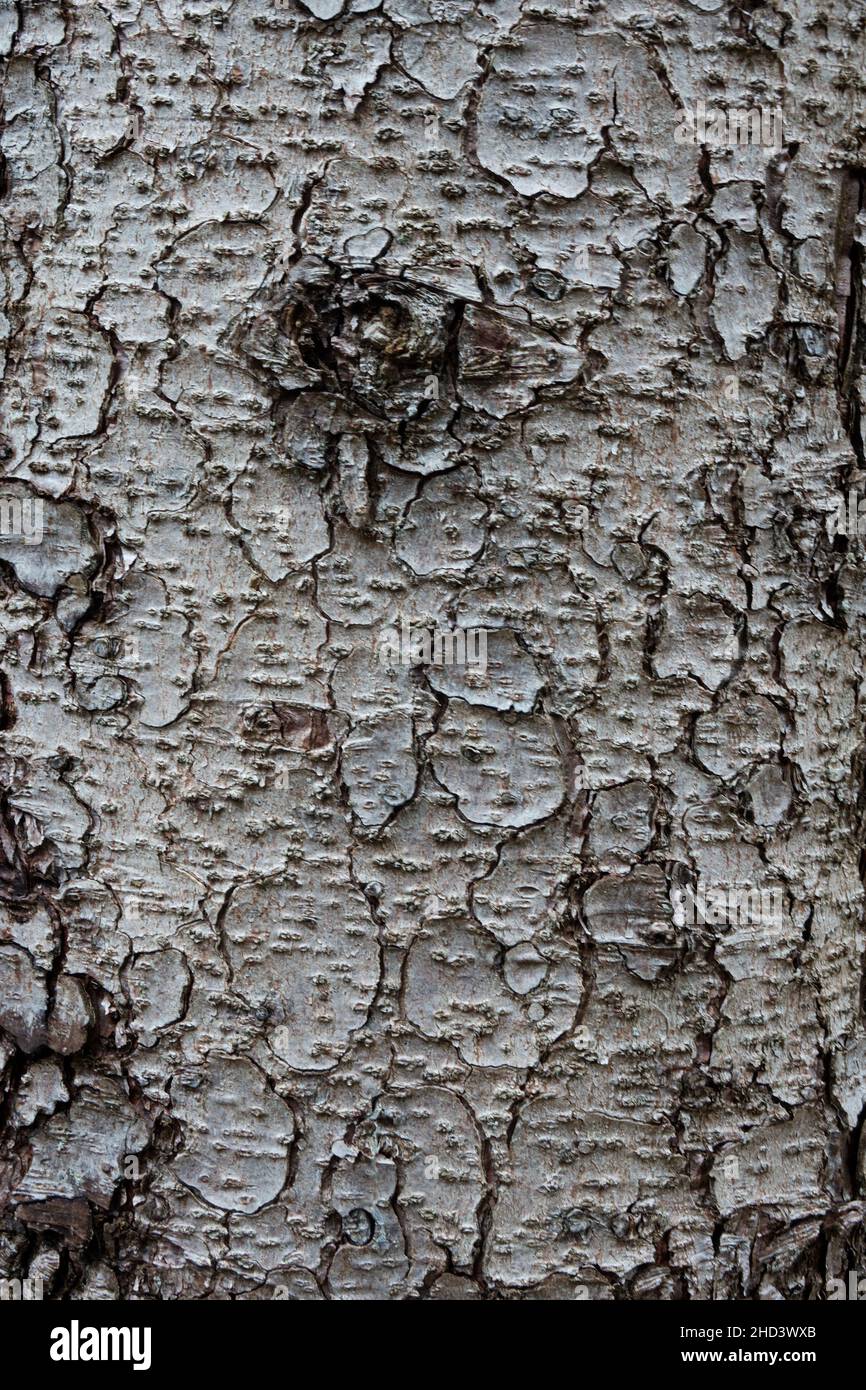 Background consisting of grey bark of a European spruce Stock Photo