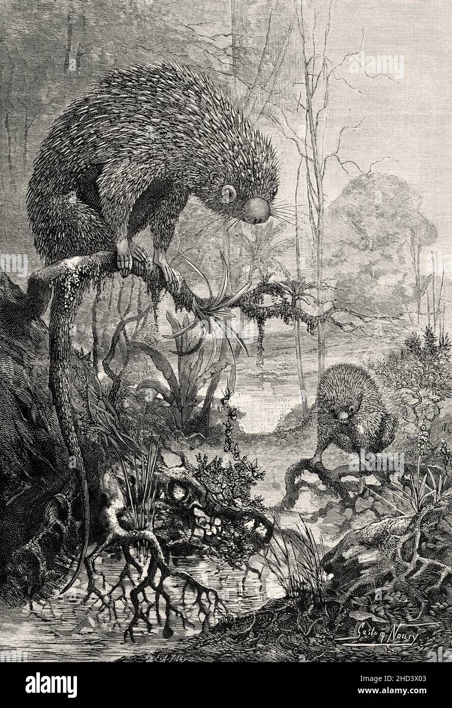 The prehensile-tailed porcupines or coendous (Genus Coendou) Old 19th century engraved illustration from La Nature 1885 Stock Photo