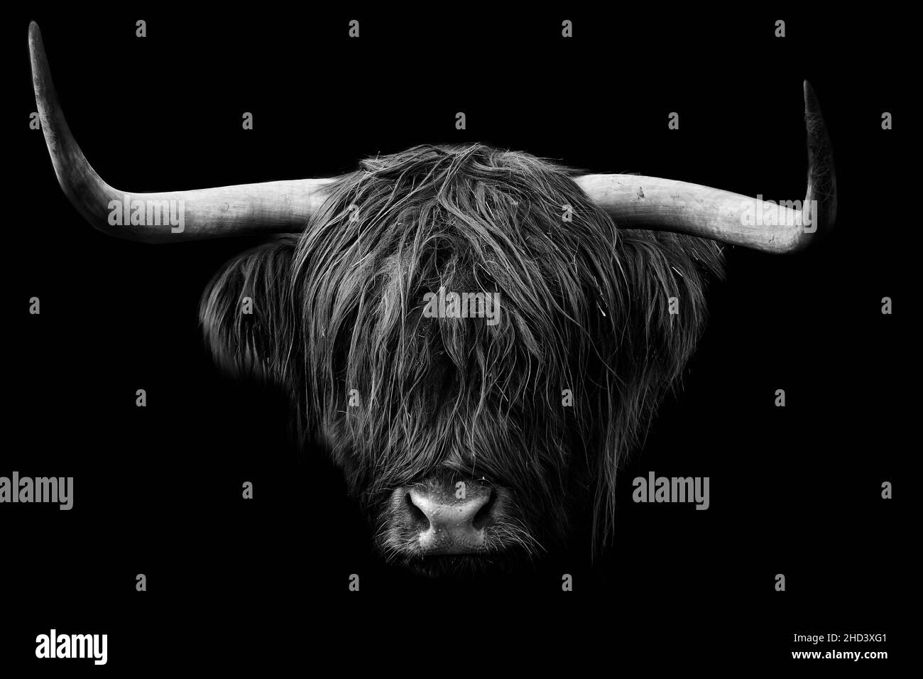 Head of a horned Highland Cattle (Bos taurus taurus) isolated Stock Photo