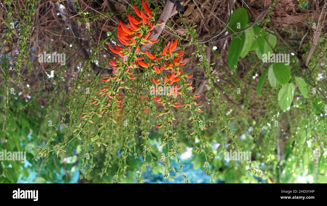 Close-up photos of Erythrina cista-galli flowers Stock Photo