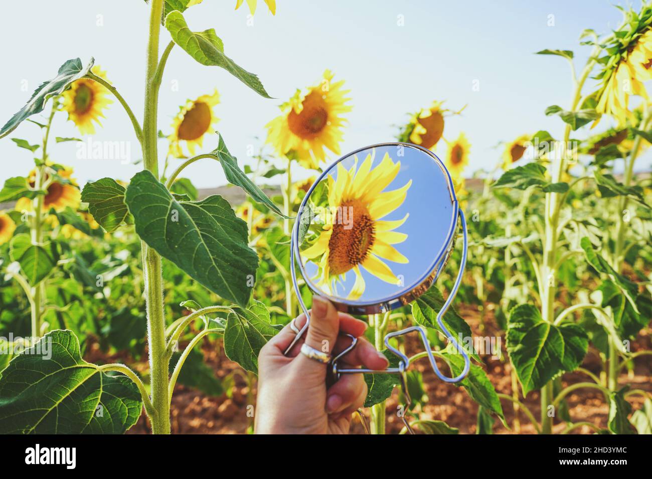 Sunflower field crops in a sunny day Stock Photo - Alamy