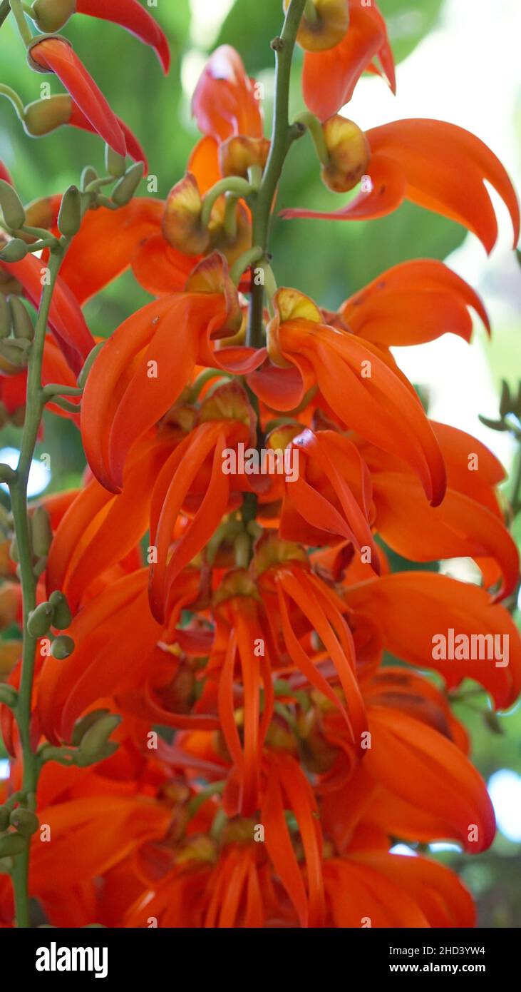 Close-up photos of Erythrina cista-galli flowers Stock Photo