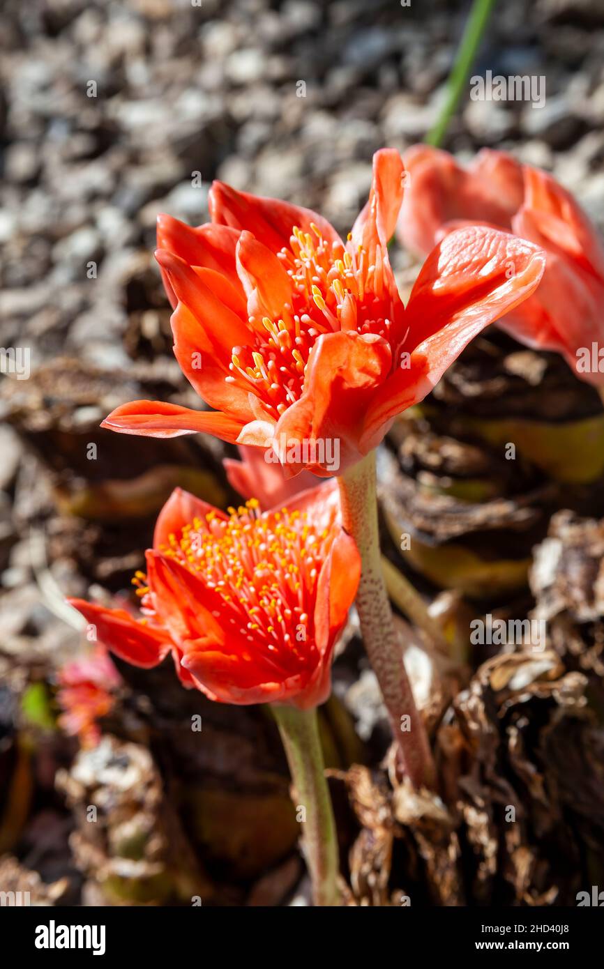 Haemanthus coccineus a red bulbous spring summer perennial summer flower plant commonly known as blood flower, blood lily or paintbrush lily, stock ph Stock Photo