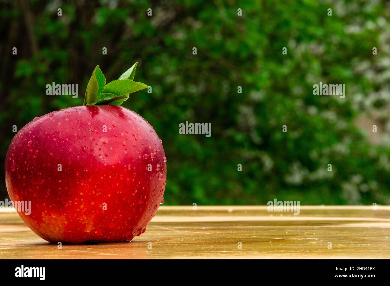 Fresh tasty bright red apple in garden, good for vegan food, advertisement, vitamins for immune system Stock Photo
