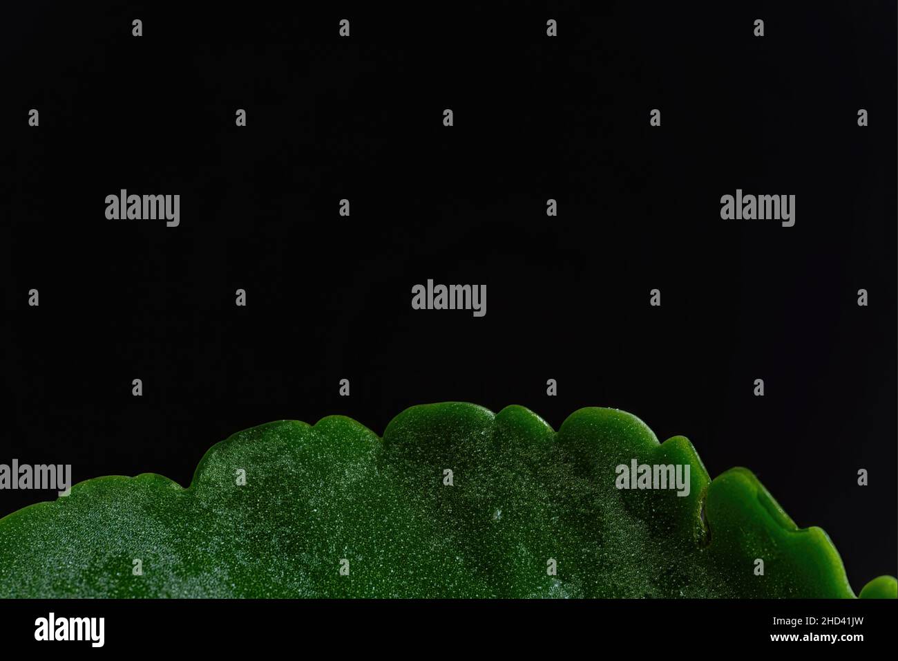 Macro picture of a green leaf on a black background Stock Photo - Alamy