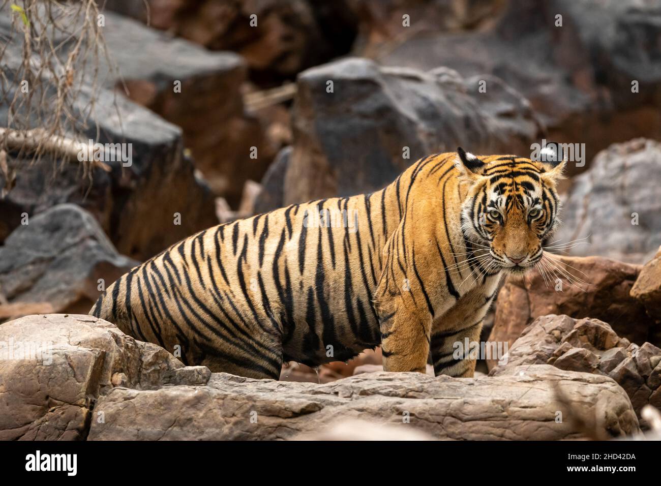 Royal bengal tiger side profile hi-res stock photography and images - Alamy