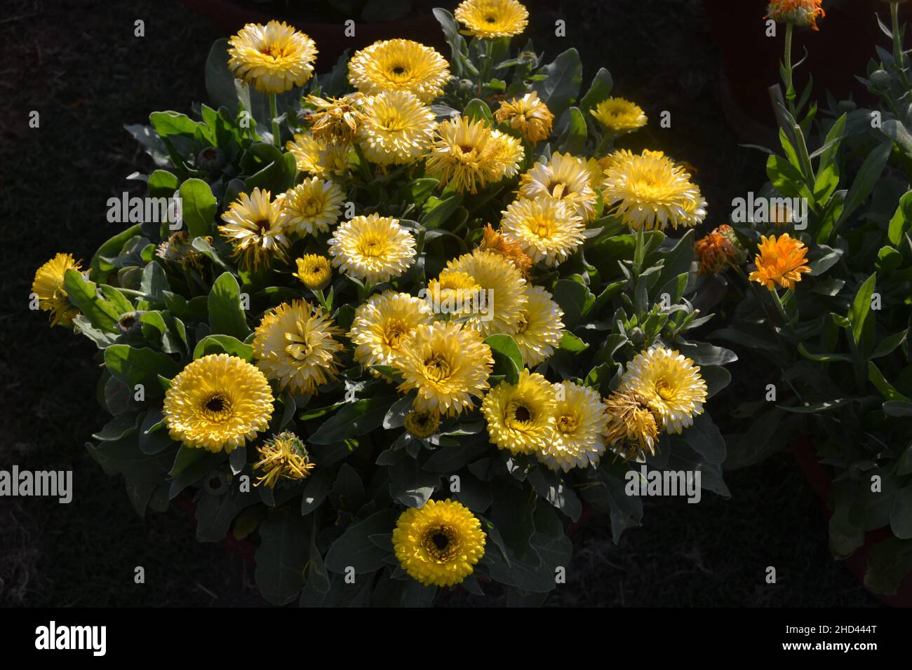 Calendula pattern hi-res stock photography and images - Alamy