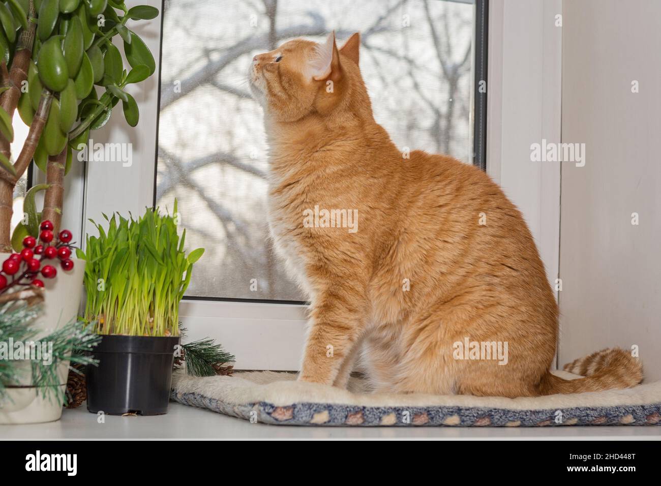 Red cat sits on the windowsill in winter and eats green grass Stock Photo