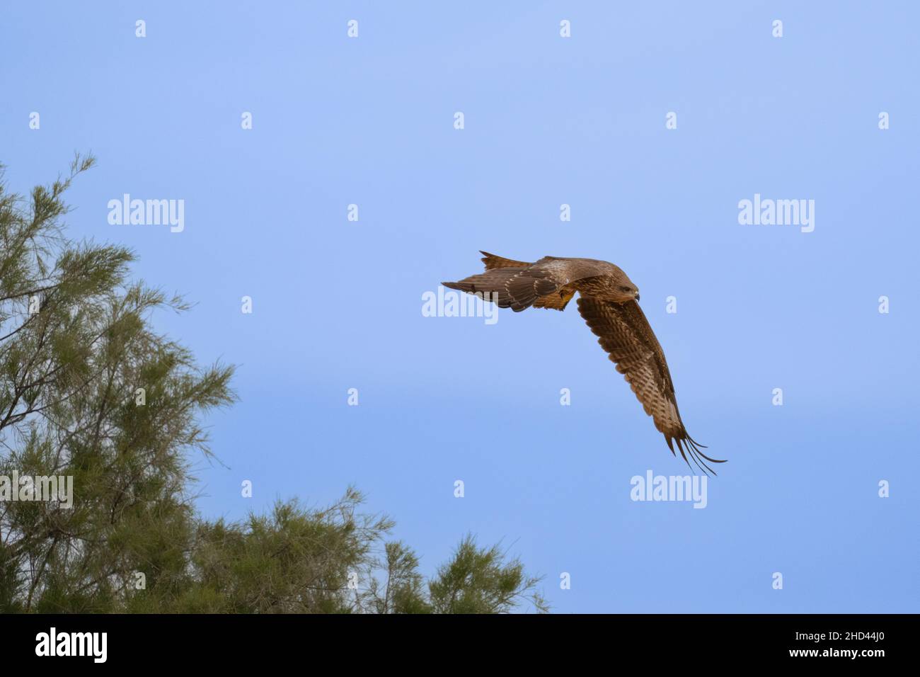 long-legged buzzard (Buteo rufinus Stock Photo - Alamy