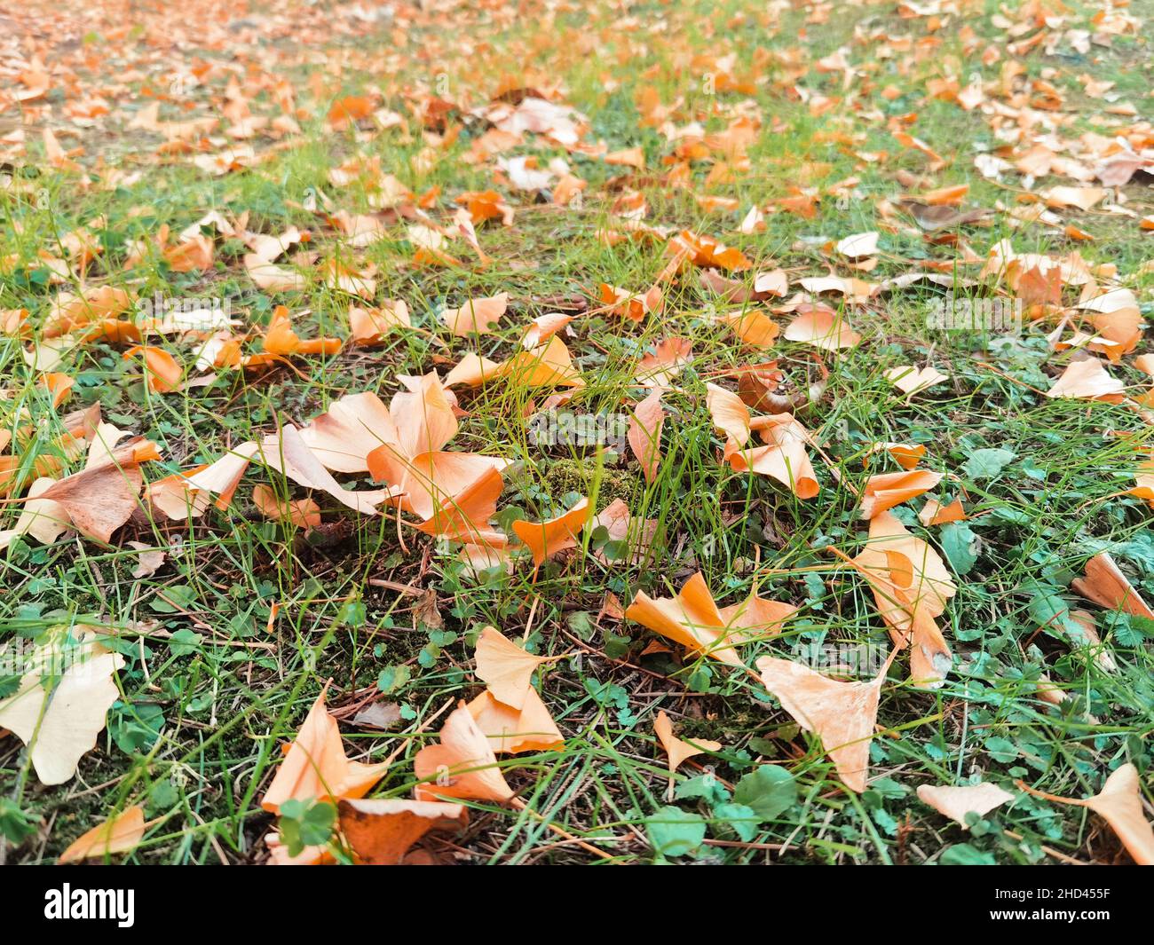 Closeup shot of dried autumn leaves fallen on the ground in a park ...