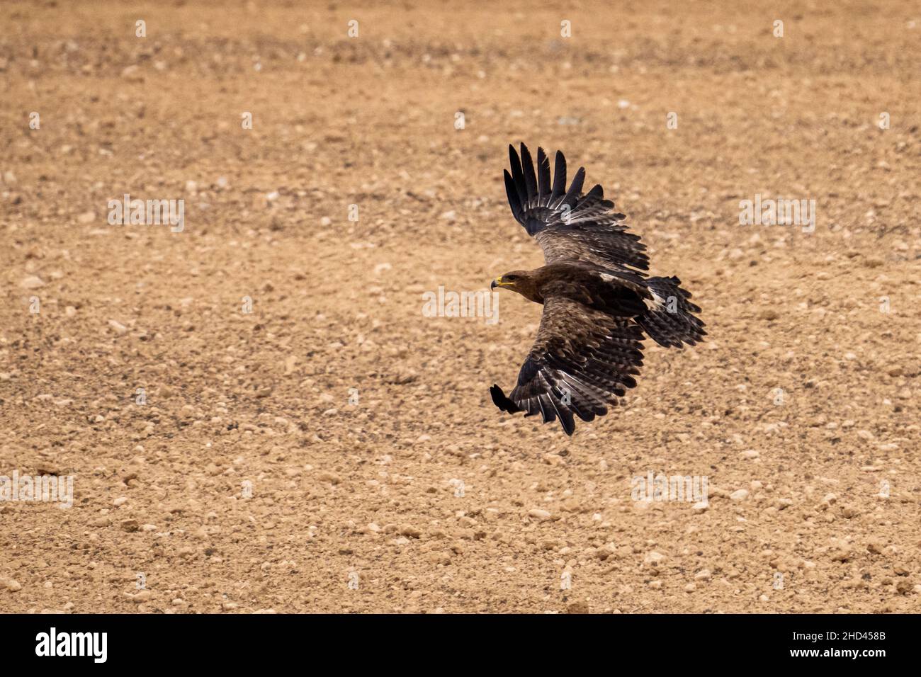 steppe eagle (Aquila nipalensis) Stock Photo