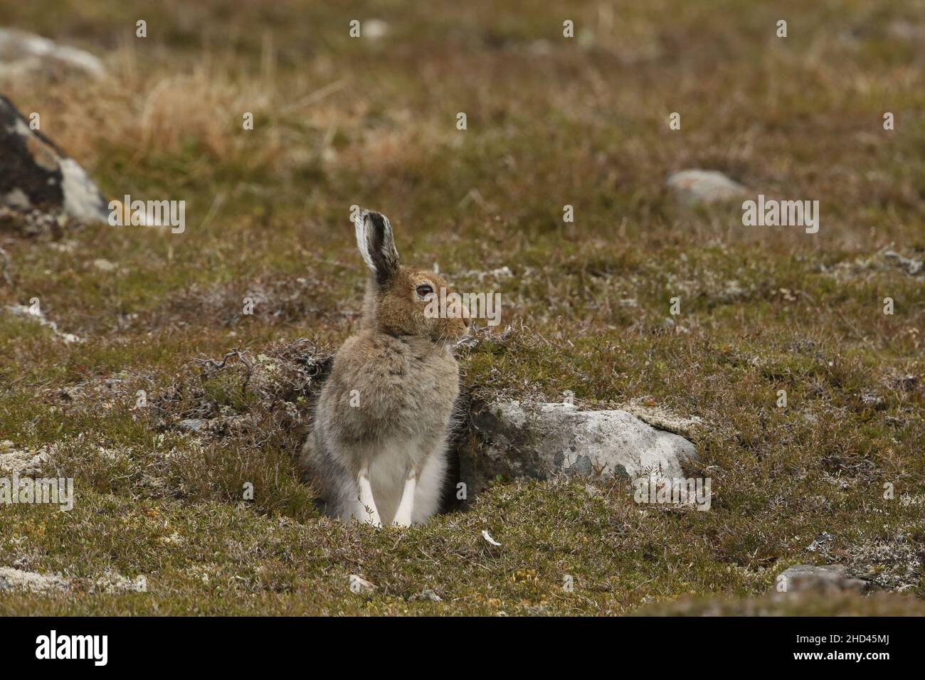 Rabbit Shooting Scotland
