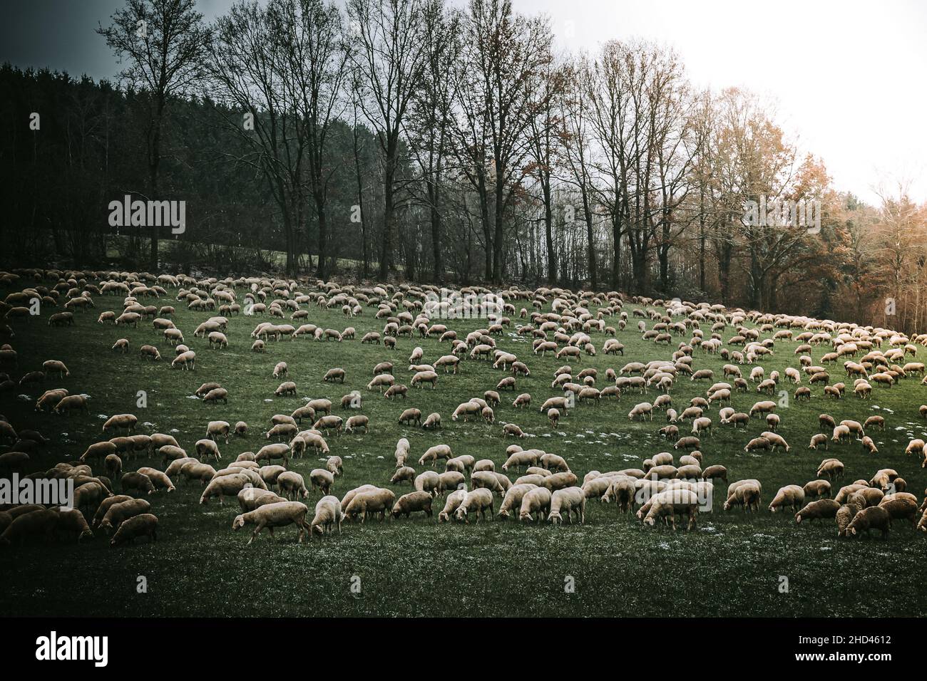 Schafherde im Herbst auf der Wiese Stock Photo