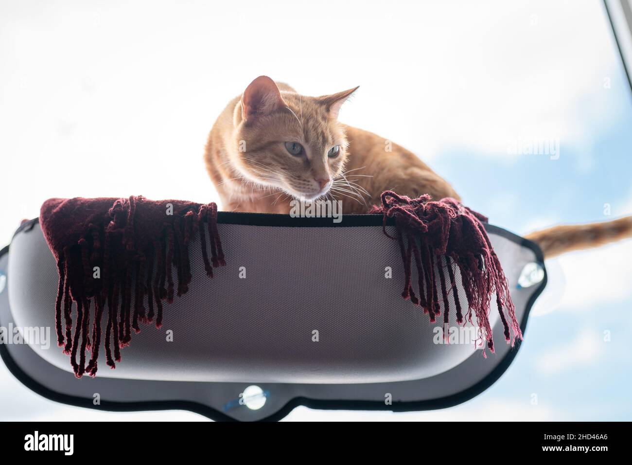 brown tabby cat with green eyes sitting on a hammock by the window ...
