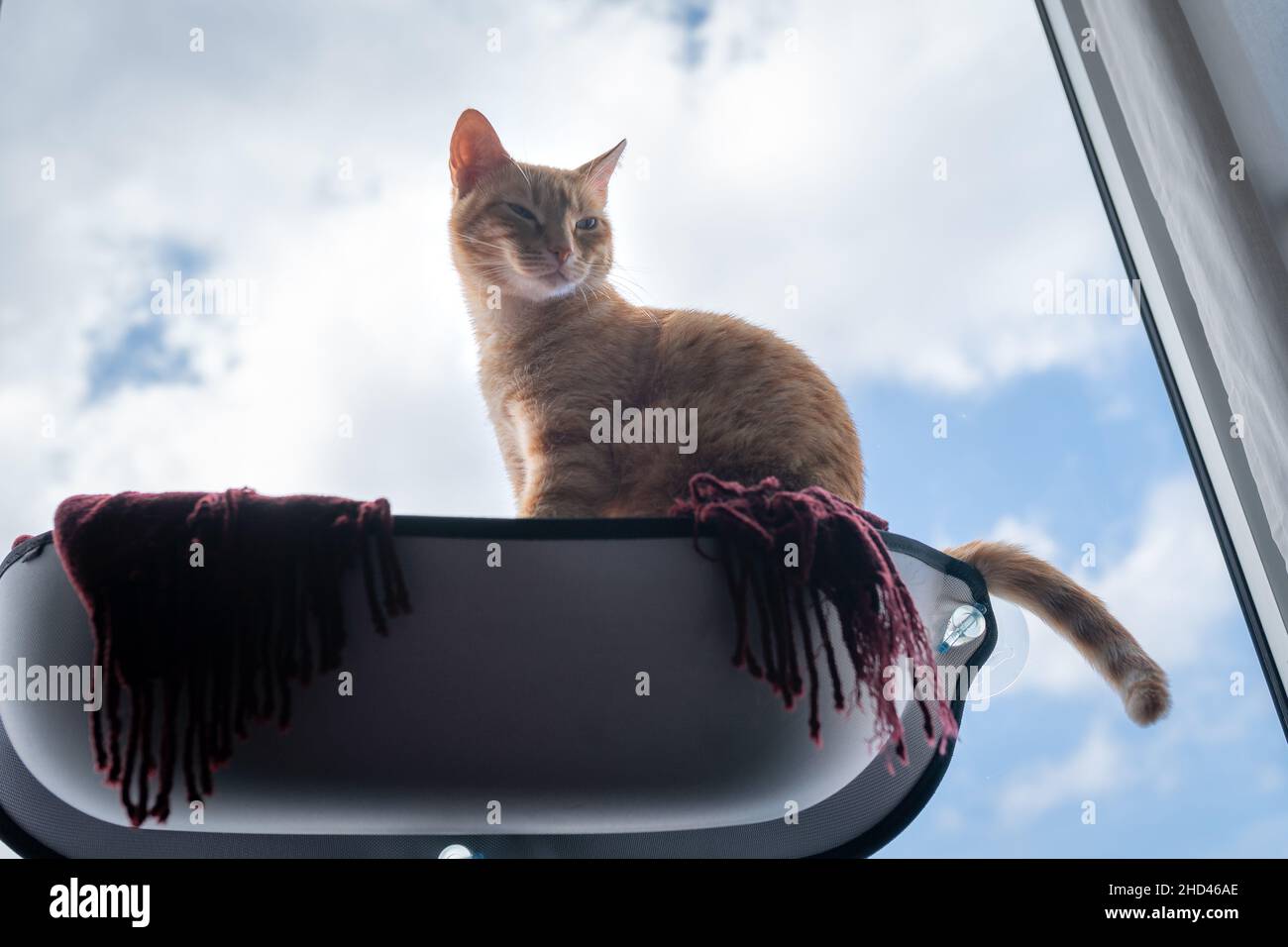 brown tabby cat with green eyes sitting on a hammock by the window ...