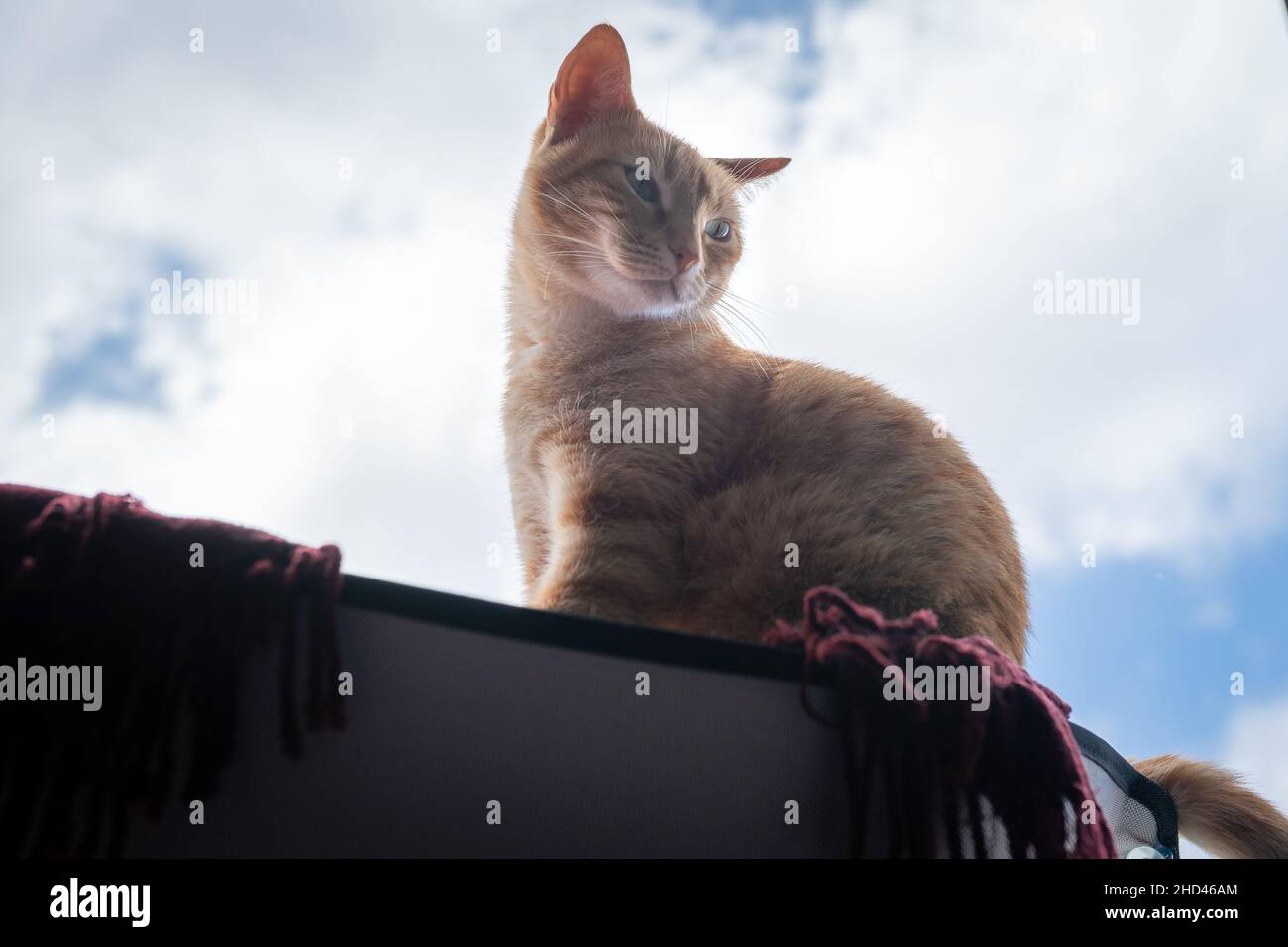brown tabby cat with green eyes sitting on a hammock by the window ...