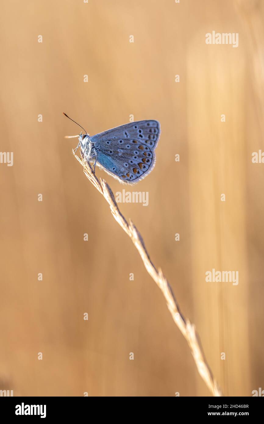 Common blue icarus butterfly on leaf (polyommatus icarus) Stock Photo