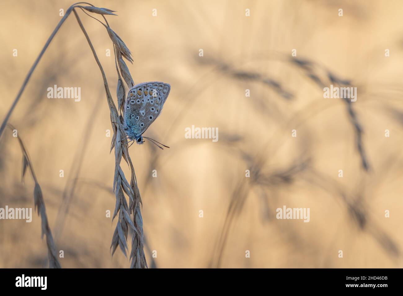 Common blue icarus butterfly on leaf (polyommatus icarus) Stock Photo