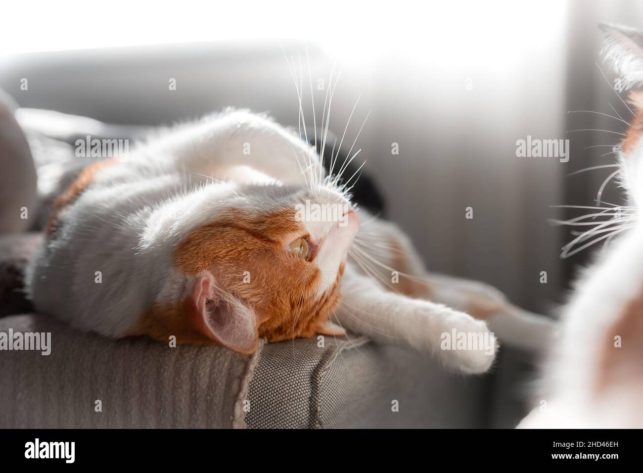 close up. brown and white cat with yellow eyes lying on its back Stock ...