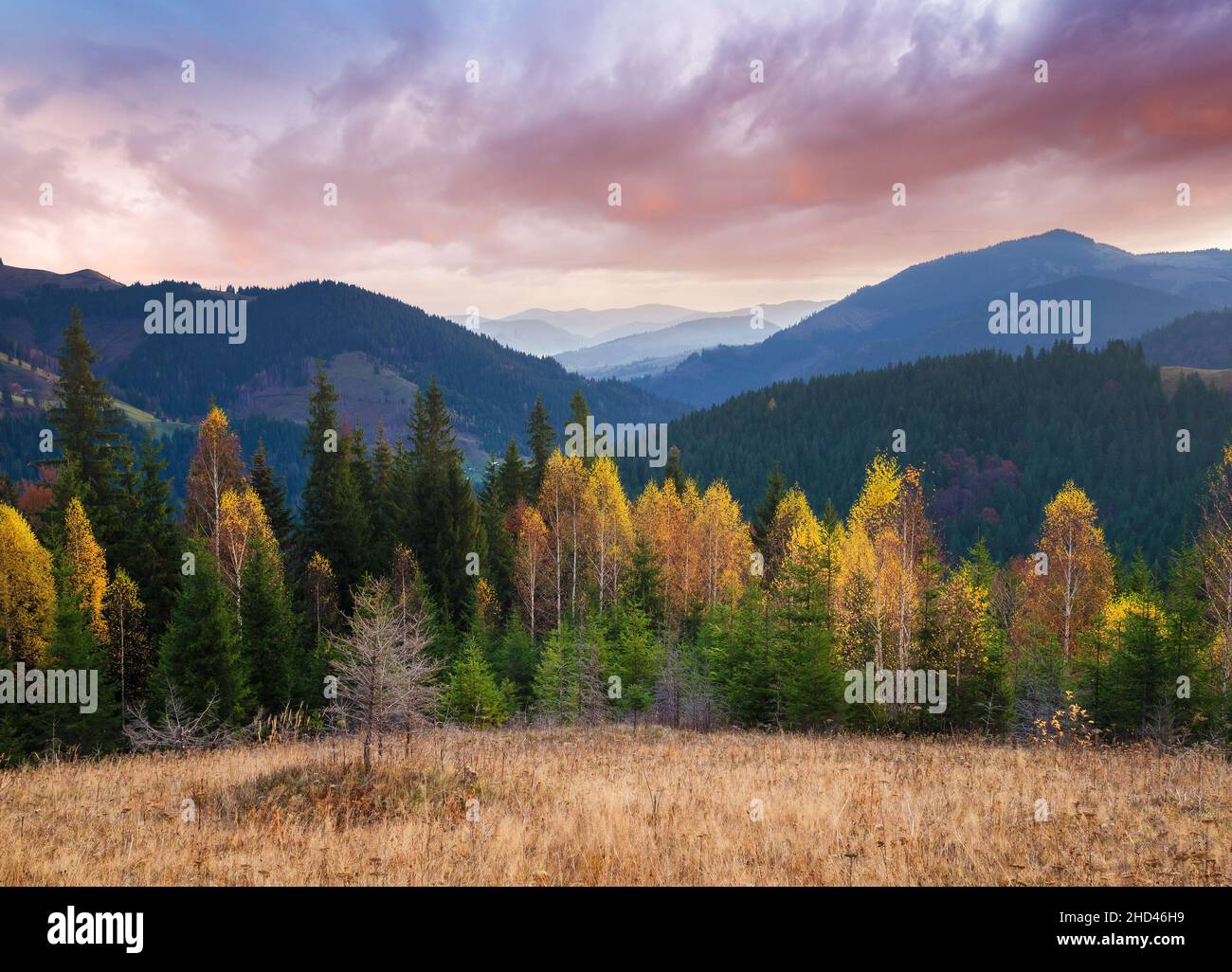 Autumn landscape with the forest. Cloudy morning in the mountains. Dry grass on the meadow. Carpathians, Ukraine, Europe Stock Photo