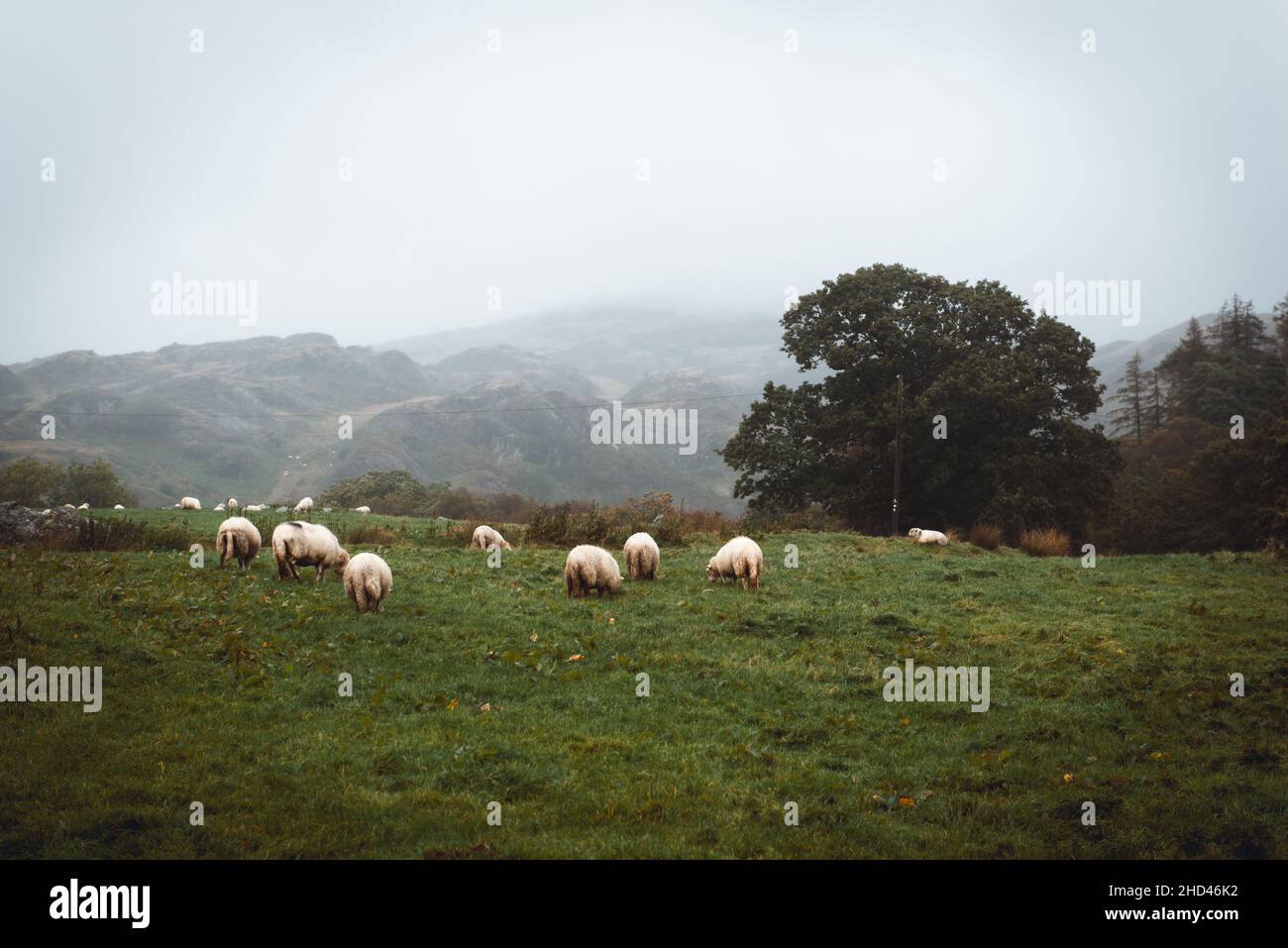 North wales sheep farming hi-res stock photography and images - Alamy