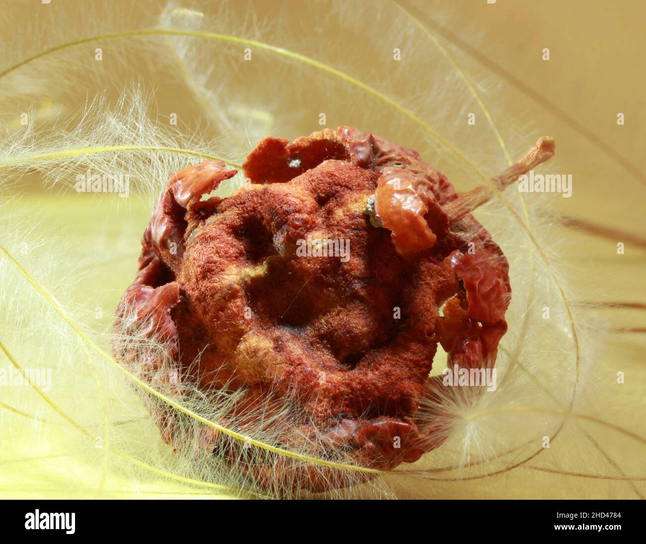 Cerulyse hi-res stock photography and images - Alamy