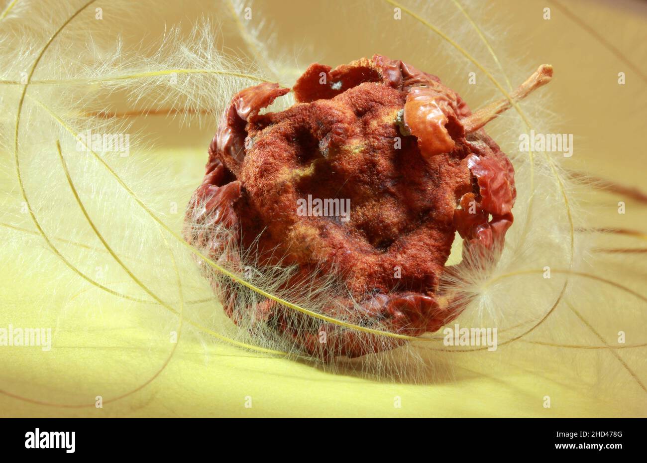 Hairy skin fruit hi-res stock photography and images - Alamy