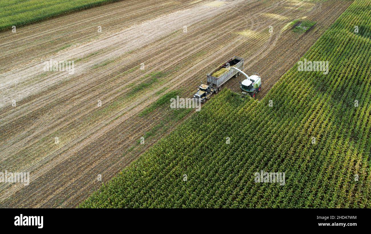 Soybean harvest in a field during the day Stock Photo Alamy