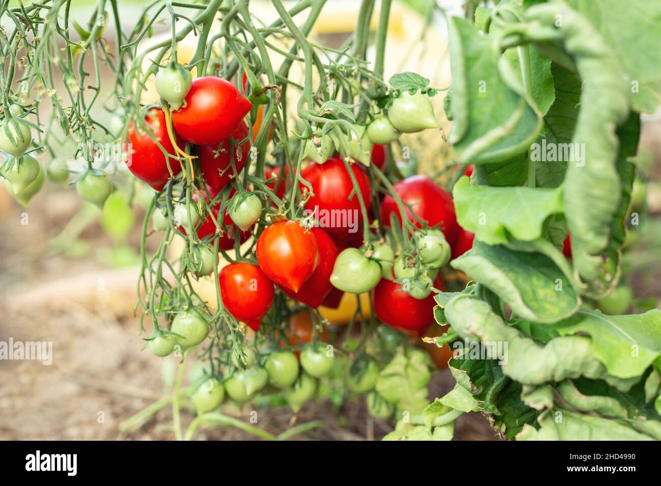 Fresh ripe red tomatoes hanging on the vine in a greenhouse. Farming ...