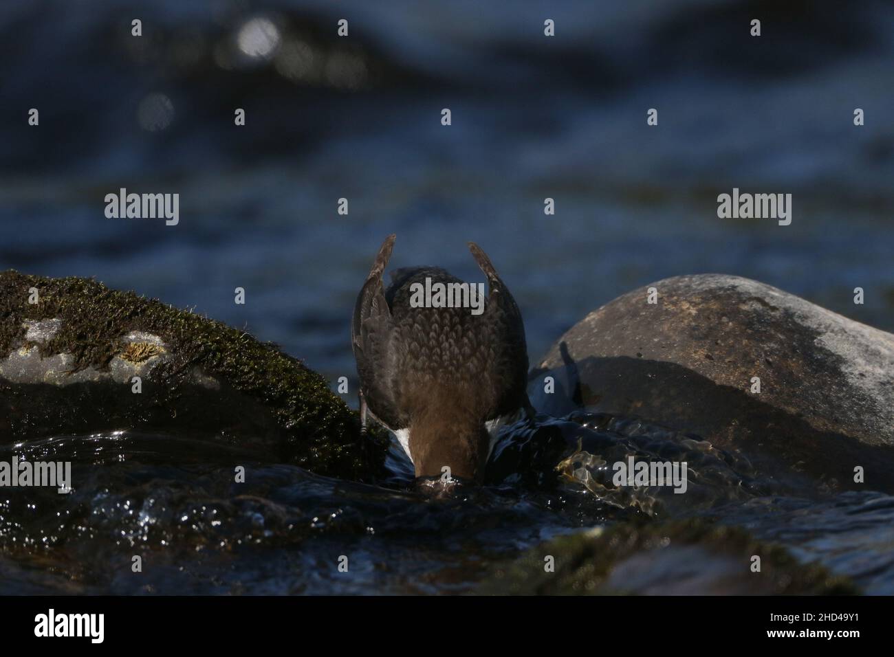 A dipper searching for prey underwater before jumping in to feed on fish or insects . Completely immerses itself to search for prey under stones. Stock Photo