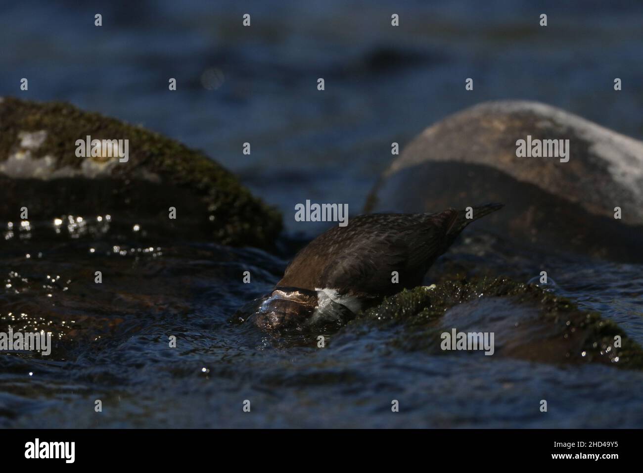 A dipper searching for prey underwater before jumping in to feed on fish or insects . Completely immerses itself to search for prey under stones. Stock Photo