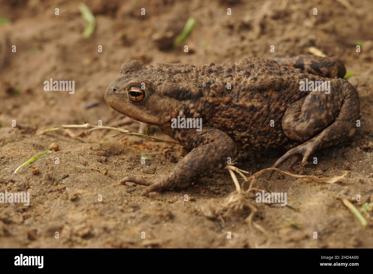 Closeup on a female European common toad, Bufo bufo, sitting on the ground in the garden Stock Photo
