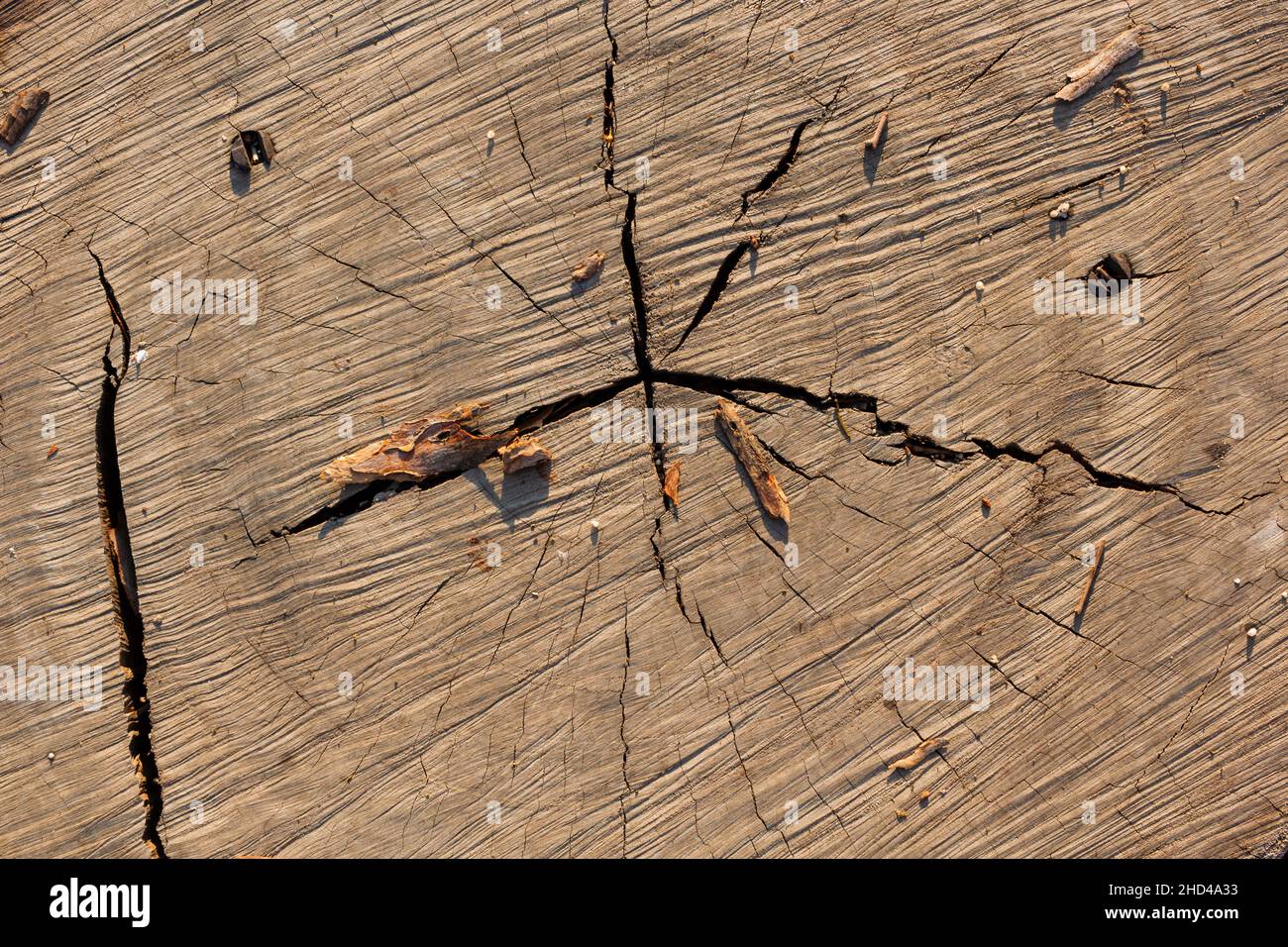 Texture of tree stump. Nature background Stock Photo - Alamy