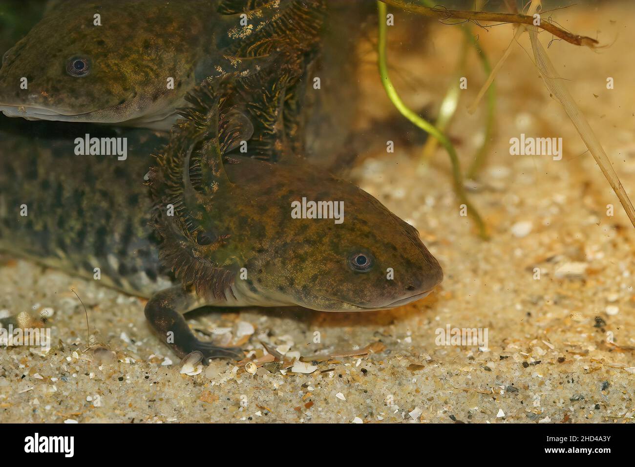 Closeup on the critically endangered neotenic Ambystoma andersoni salamanders from Zacapu Lagoon in the Mexican state of Michoacan, underwater Stock Photo