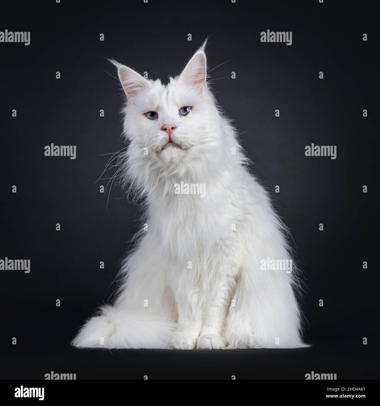 White solid cat sale
