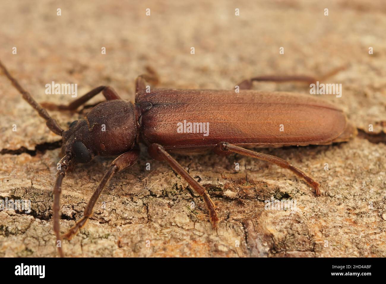 Closeup on a large longhorn beetle fomr Southern France , the rust pine ...