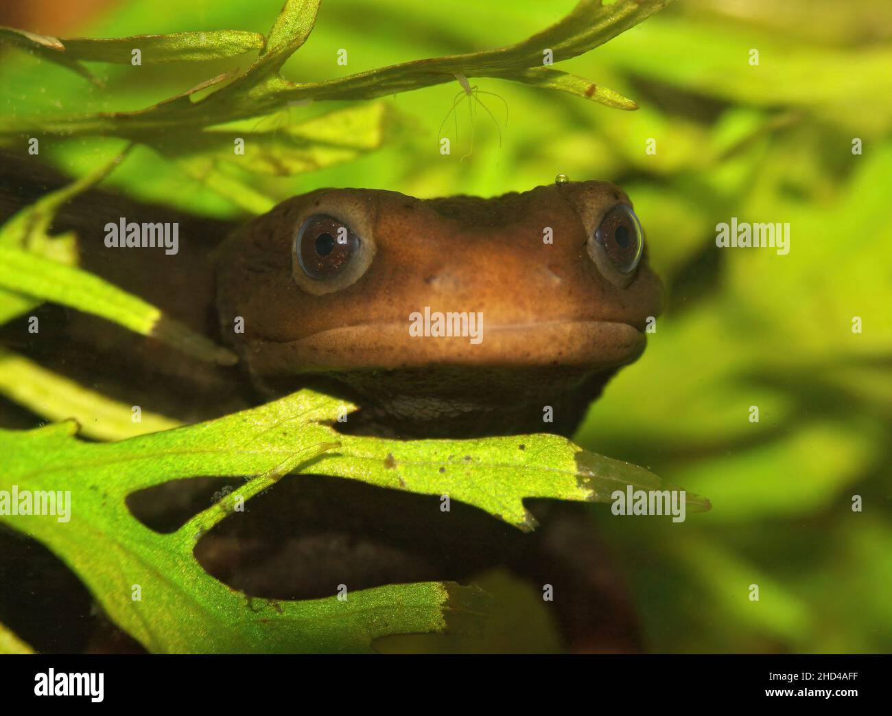 Himalayan newt, Crocodile Newt, Tylototriton verrucosus Acrylic Print by  Wernher Krutein - Pixels