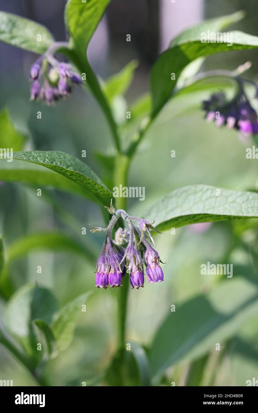 Symphytum officinale, known as Common comfrey or Common comphrey, wild medicinal plant from Finland Stock Photo