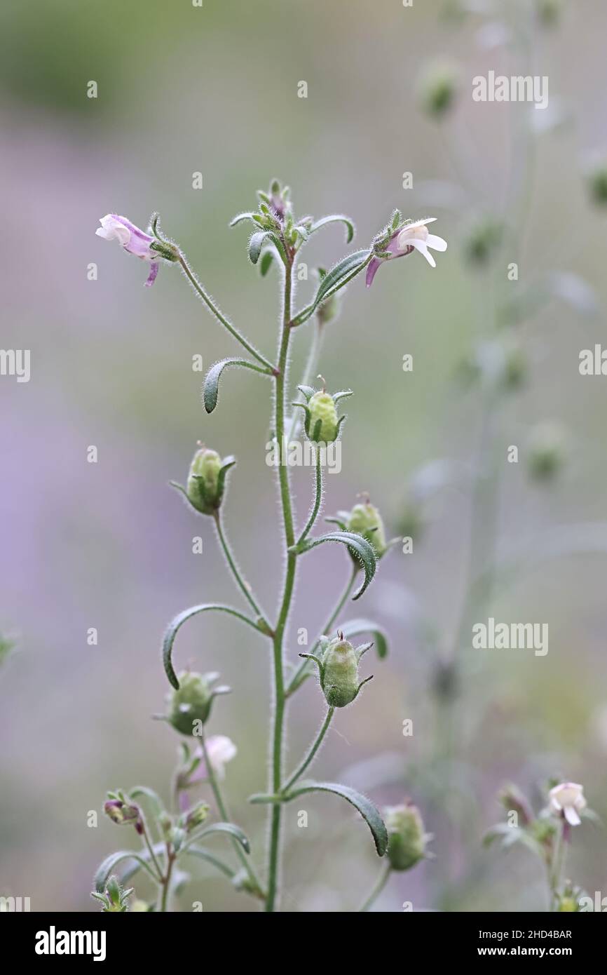 Chaenorhinum minus, commonly known as Small Toadflax or Dwarf snapdragon, wild plant from Finland Stock Photo