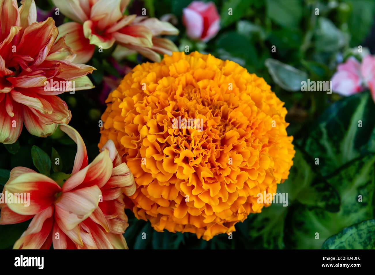 Tagetes erecta known as Mexican marigold orange colored flower Stock Photo