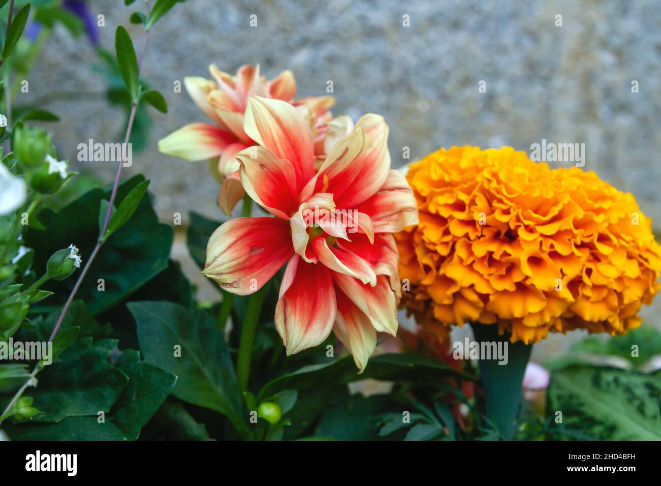 Dhalia pinnata red and pale yellow flower Stock Photo