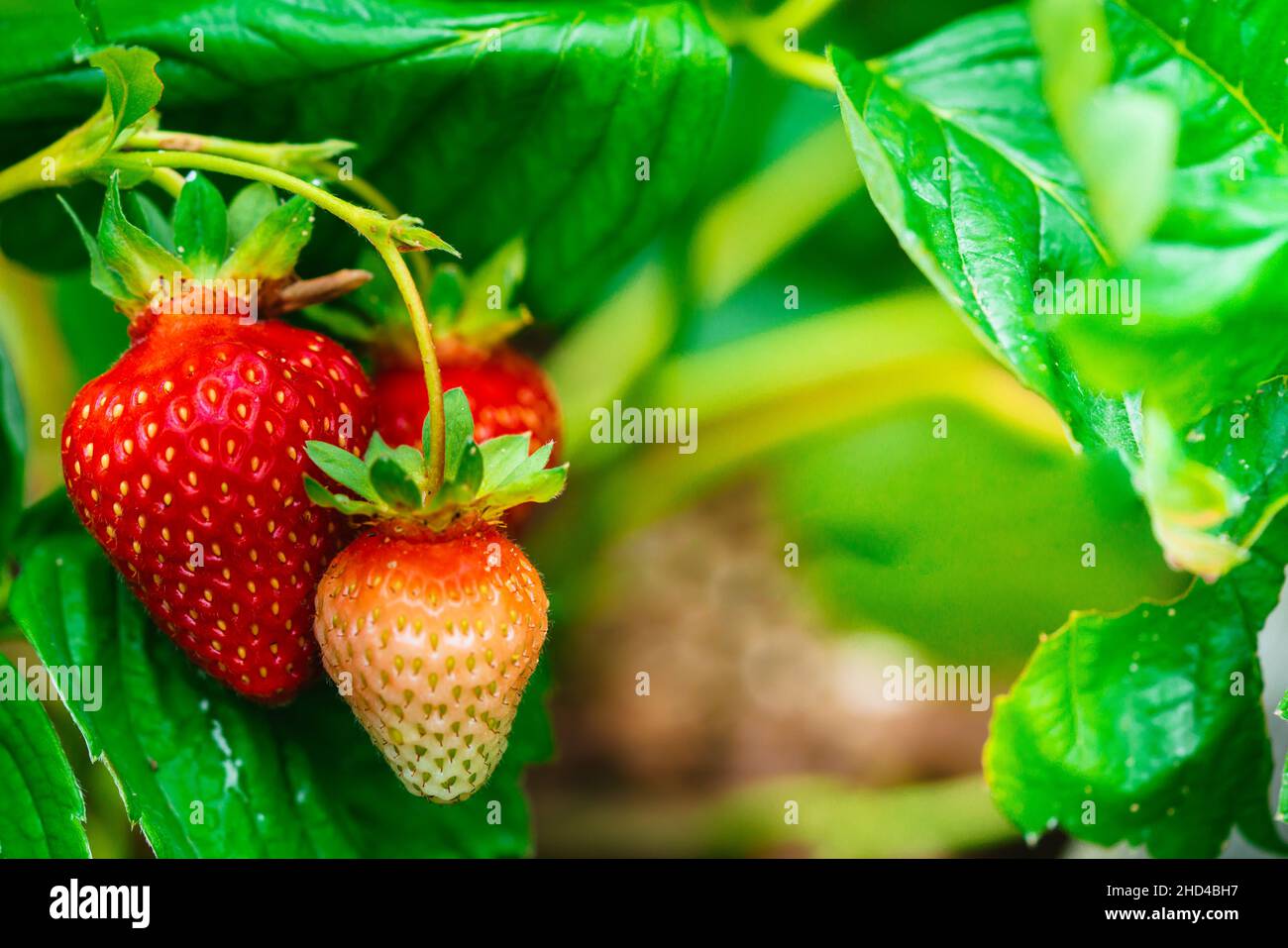 close-up of the fresh ripe strawberry in the garden Stock Photo - Alamy