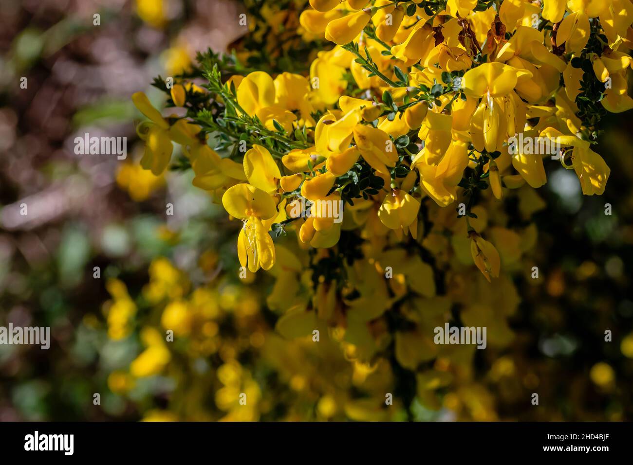 Cytisus scoparius or Scotch broom yellow flowers blooming in spring Stock Photo